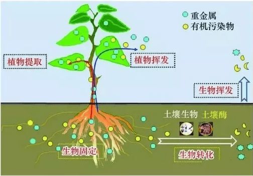 有機污染物
